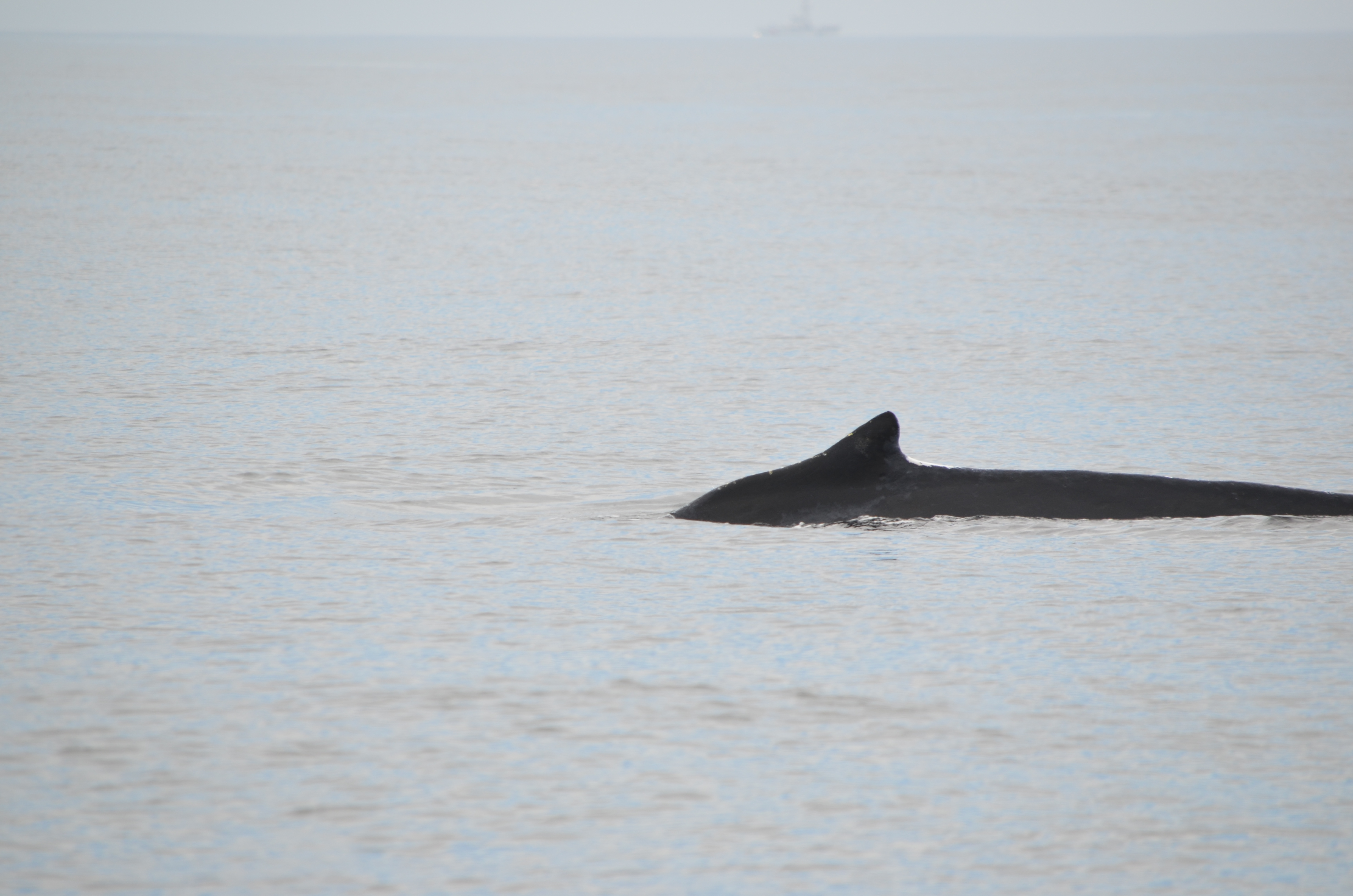 photos/wildlife/Mammal_Species/Humpback Whale/DSC_0055.JPG